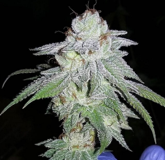 headstash-2 HeadStash Feminizovaná