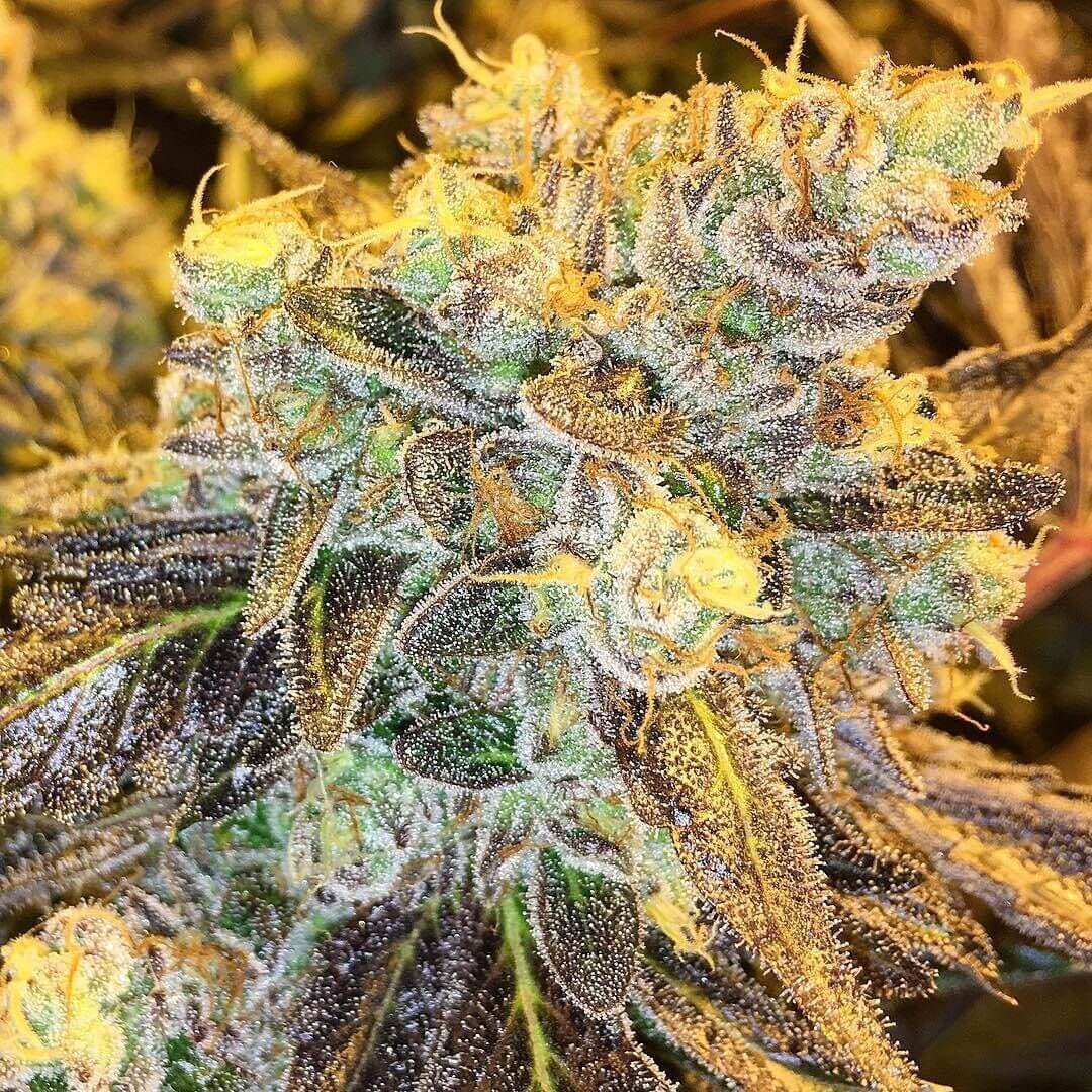 HeadStash Feminizovaná HeadStash Feminizovaná