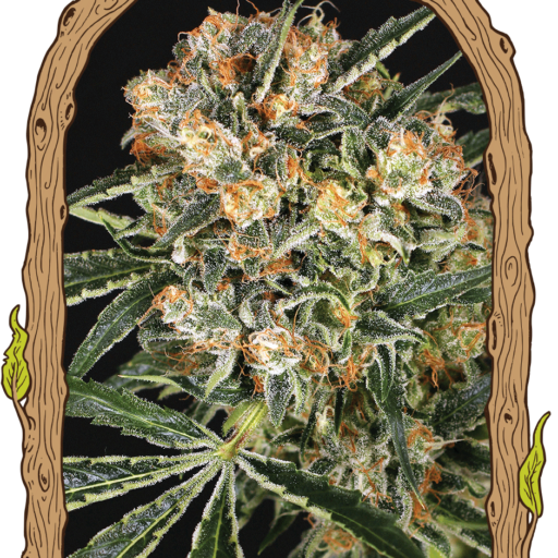 Hippie Therapy CBD Feminizovaná