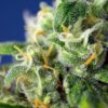 Honey Peach CBD Auto Feminizovaná