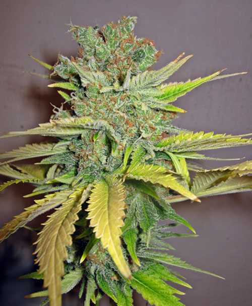 img_0105 California Orange Feminizovaná