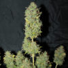 White Widow Auto Feminizovaná