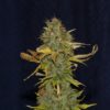 White Widow FAST Feminizovaná