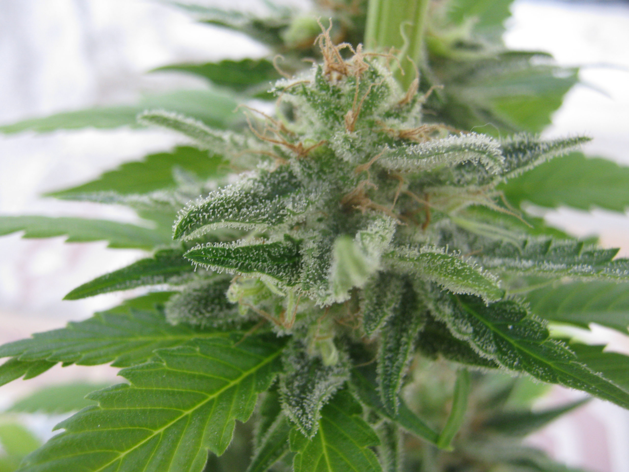 California Orange Feminizovaná California Orange Feminizovaná