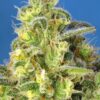 Jack 47 XL Auto Feminizovaná