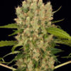 Kushage Regulérní