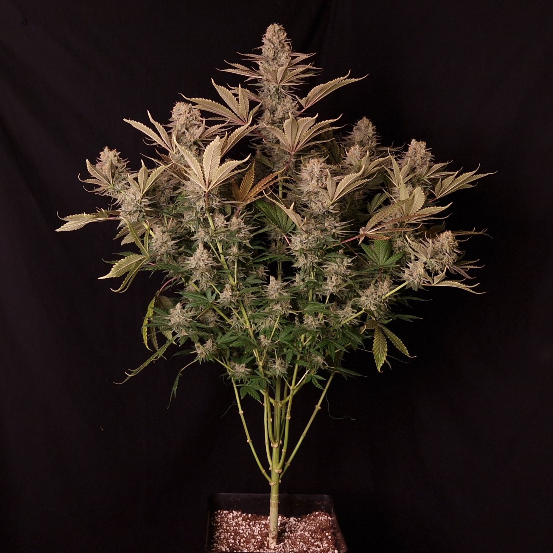 kushff_fr DC Kush Feminizovaná