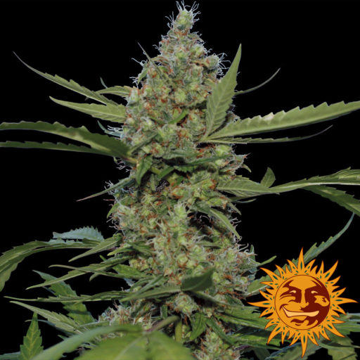 Laughing Buddha Feminised Seeds