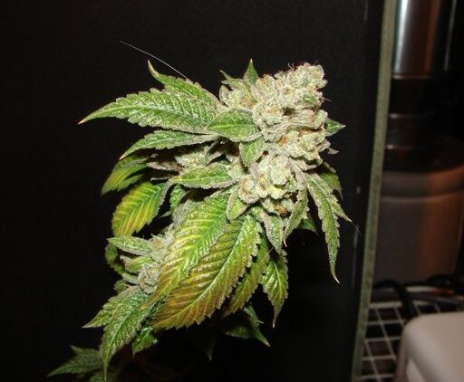 Larry OG Kush Feminizovaná