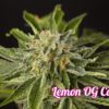 Lemon OG Candy Feminizovaná