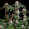 Lemon Shining Silver Haze Feminizovaná