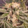 Lemon Zkittle Feminizovaná