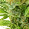Lemon Haze Autoflowering Regulérní