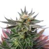 Sativa Dream (LOL) Feminizovaná