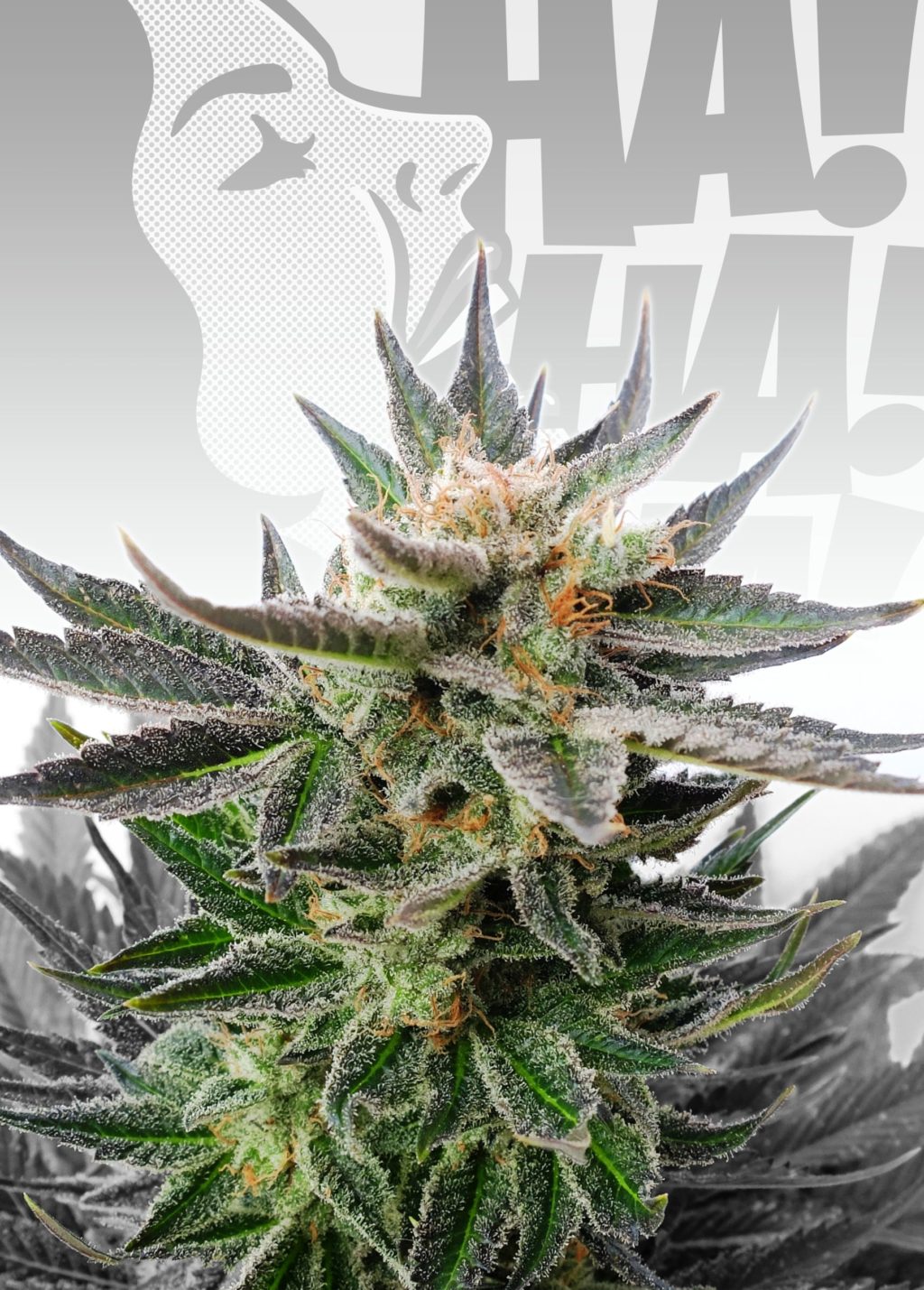 Sativa Dream (LOL) Feminizovaná