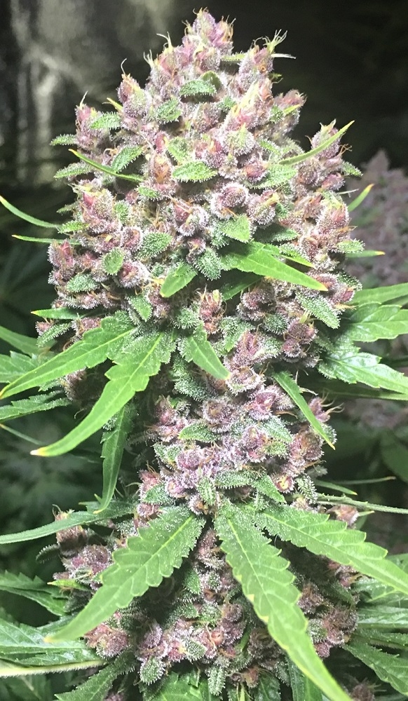 Malawi x PCK Feminizovaná