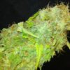 Mazar Kush Feminizovaná