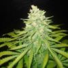 Mazar x Great White Shark Feminizovaná