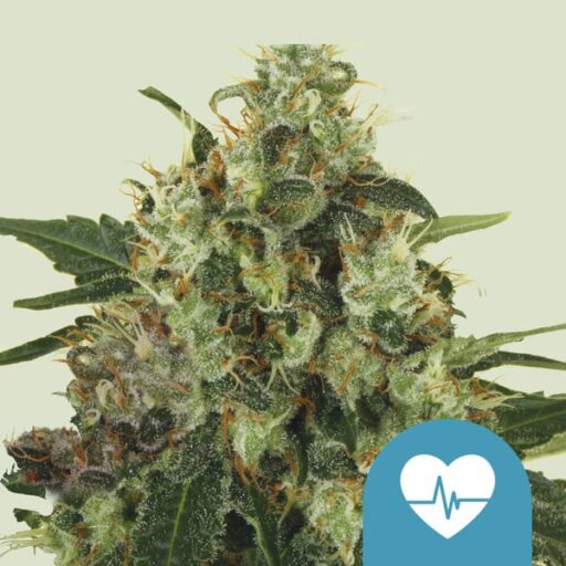 Medical Mass CBD Feminizovaná