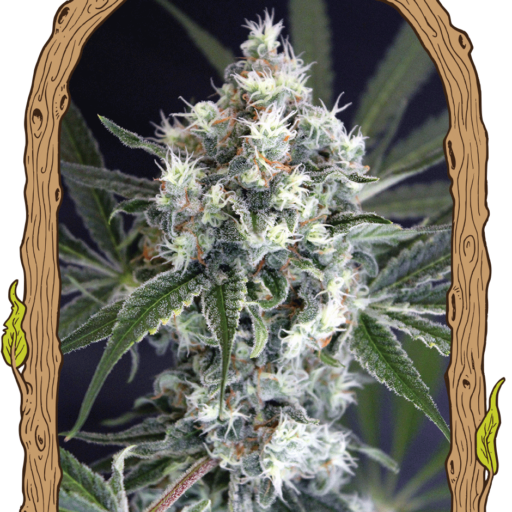 Medxotic Pure CBD Feminizovaná