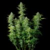 Northern Light Auto Feminizovaná