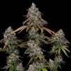 O.G. Kush Feminizovaná