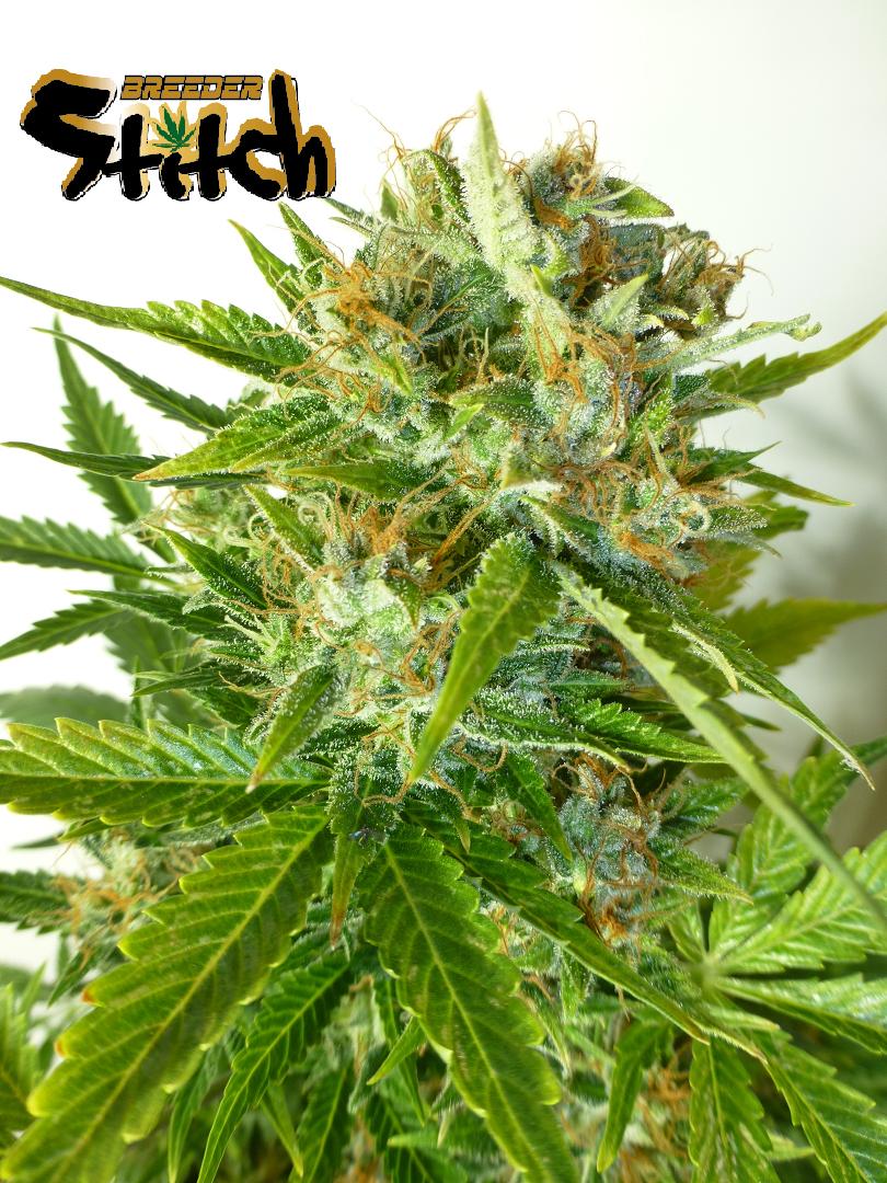 Onyx Autoflowering Regulérní
