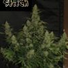 Onyx Autoflowering Feminizovaná