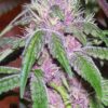 Pakistan Chitral Kush Regulérní