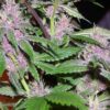 Pakistan Chitral Kush Regulérní