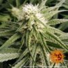 Peyote Critical Feminizovaná