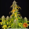 Pineapple Express Auto Feminizovaná