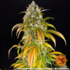 Pineapple Express Auto Feminizovaná