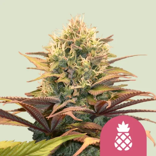 Pineapple Kush Feminizovaná