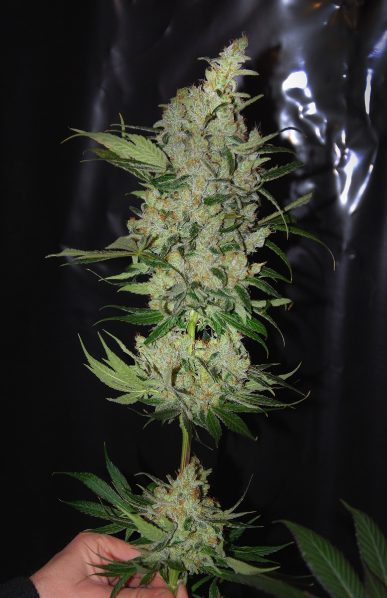 Purple Mexican Feminizovaná