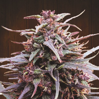 Purple Haze x Malawi Regulérní