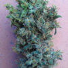 Purple Haze x Malawi Regulérní