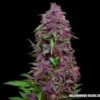 Purple Mazar Auto Feminizovaná