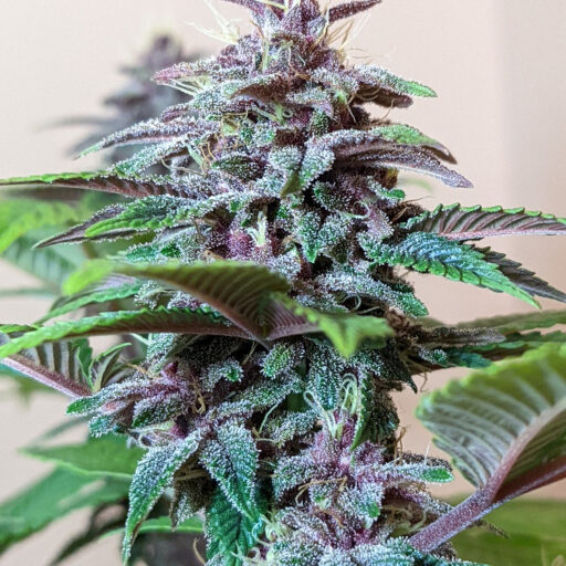 Pakistan Chitral Kush Regulérní
