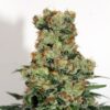 Ripper Badazz REGULAR Seeds