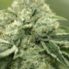 Rollex OG Kush Regulérní