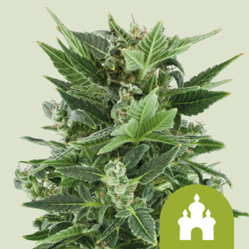 Royal Kush Auto Feminizovaná