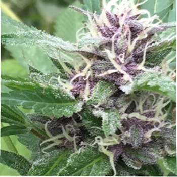 Royal Purple Kush Auto Feminizovaná Royal Purple Kush Auto Feminizovaná