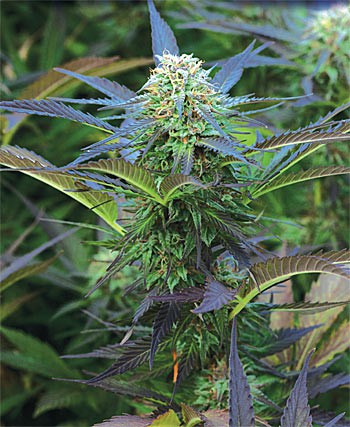 royal-purple-kush_1 Royal Purple Kush Auto Feminizovaná