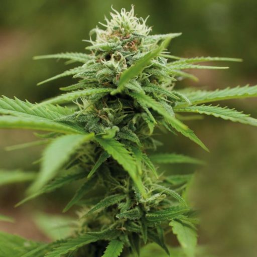 Royal Moby Feminised Seeds