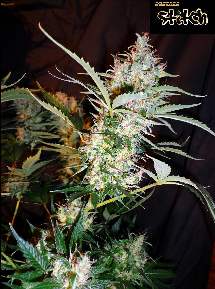 Russian Haze Autoflowering Feminizovaná