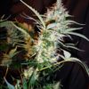 Russian Haze Autoflowering Regulérní
