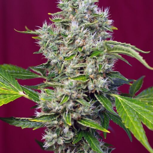 San Fernando Lemon Kush Feminizovaná