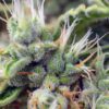 San Fernando Lemon Kush Feminizovaná