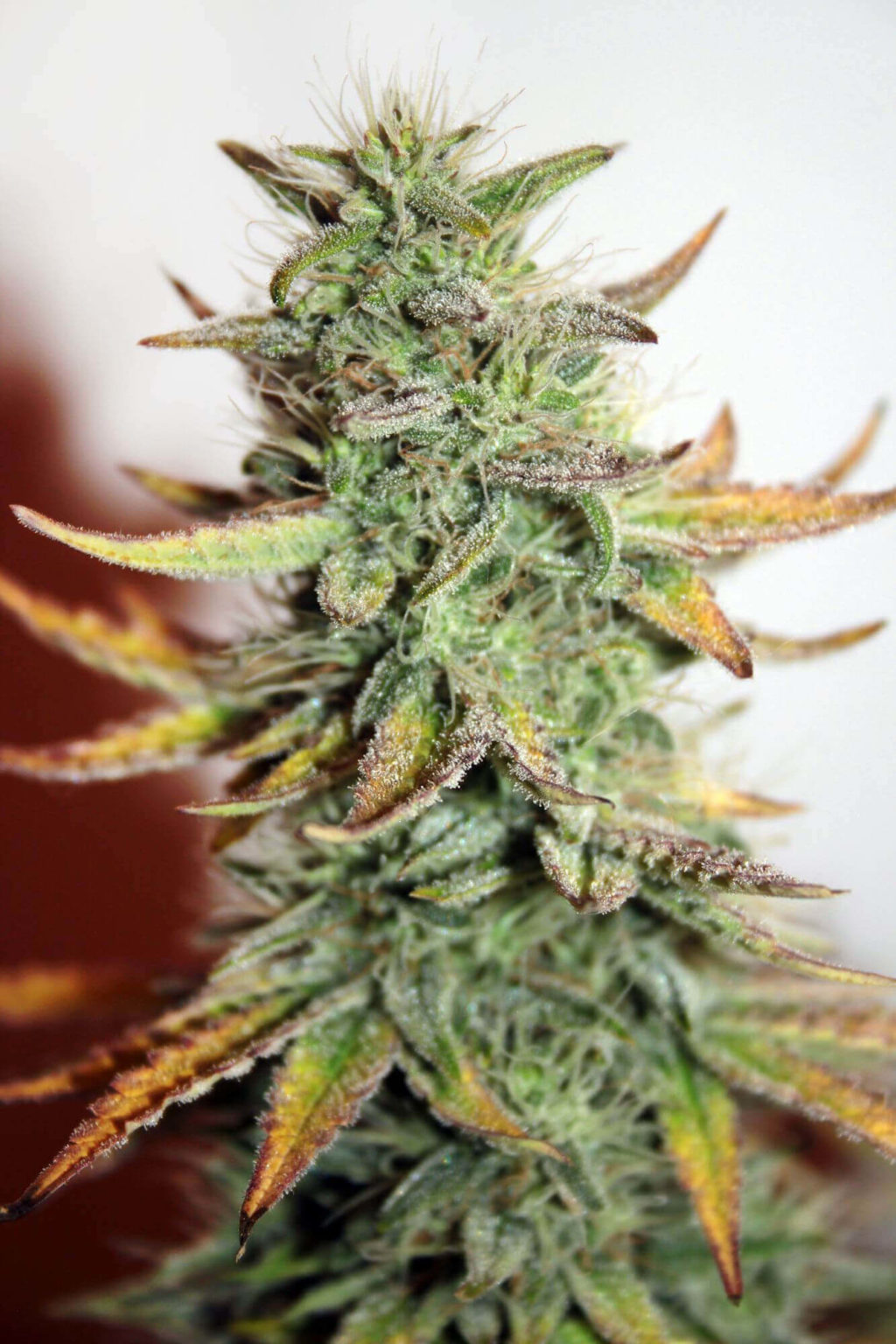 Great White Auto Feminizovaná